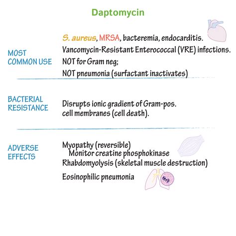 Immunologymicrobiology Glossary Daptomycin Draw It To Know It