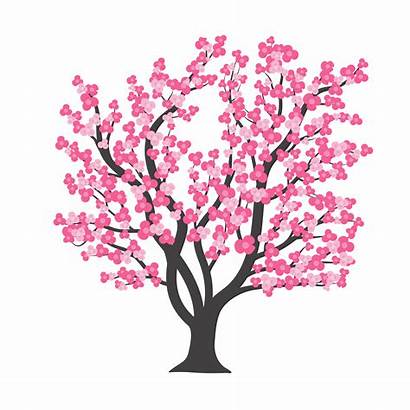 Blossom Cherry Vector Illustration Tree Sakura Clipart