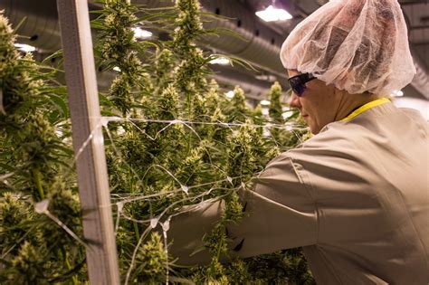 How To Become A Legal Weed Grower - Clockscheme Spmsoalan