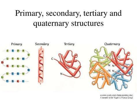 Fajarv Protein Structure Primary Secondary Tertiary Quaternary