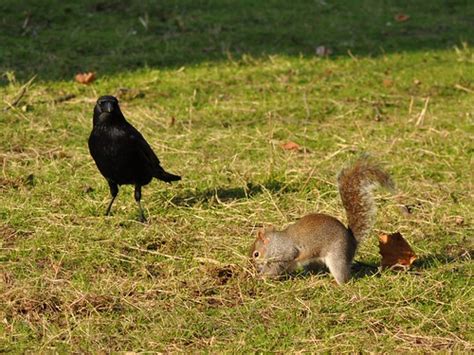 A wild crow came to the bird feeder and found a big, fat squirrel feasting on the peanuts that were supposed to be for him. The story of crow and squirrel | The crows follow the ...