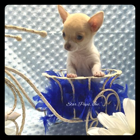 Chihuahua M Whitefawn Sold Star Pups