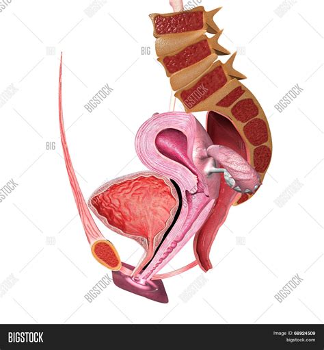 Male and female internal organs, humans physiology chart vector illustration. Female Reproductive Image & Photo (Free Trial) | Bigstock