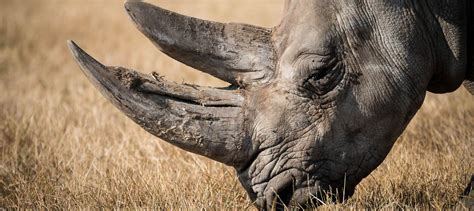 Mais nos grosses têtes, évidement, connaissent des remèdes bien plus efficaces. Rhino Horn Trafficking in Mozambique: The First Major ...