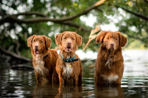 Best 40 Lb Dog Breeds Chicago Canine Rescue Foundation