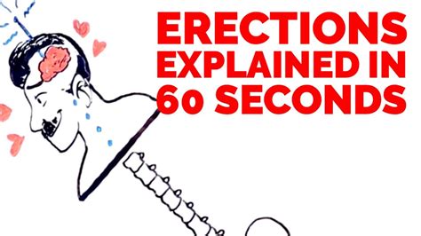 Erections Explained In 60 Seconds What Is An Erection Youtube