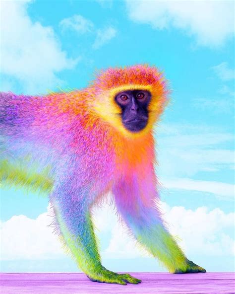 Animals The Magnificent Rainbow Makeover Edition Colorful Animals