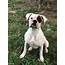 Stud Dog  Akc White Boxer Proven Breed Your