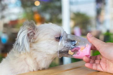 The perfect dog-friendly eating places in Los Angeles