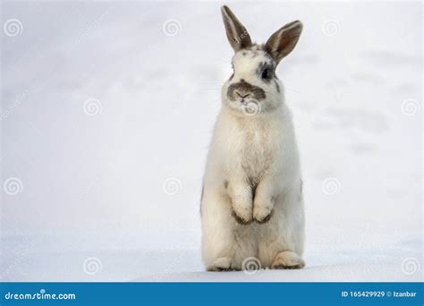 Easter Bunny Isolated On White Snow Stock Image Image Of Mammal Cute
