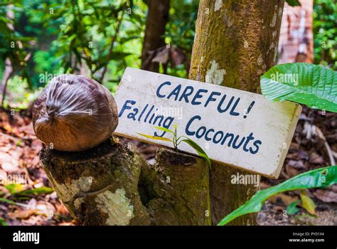 Falling Coconut Sign At The Palm Tree Hi Res Stock Photography And