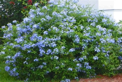 Blue flowers are rare but stunning! 17 Best images about plumbago on Pinterest | Gardens ...