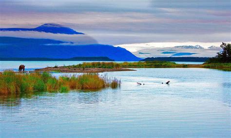 Alaska Defenders Of Wildlife