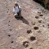 Dinosaur Fossil With Human Footprint Photos