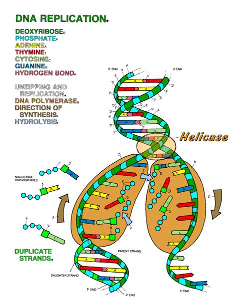 Dna The Double Helix Coloring Worksheet Answers Wendelina