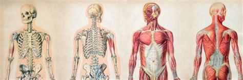Publics Poor Knowledge Of Anatomy May Hamper Healthcare Lancaster