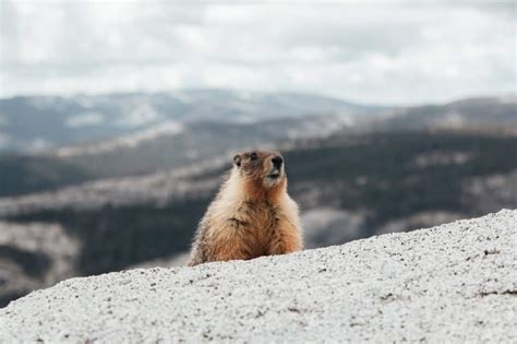 Wildlife In Rocky Mountain National Park