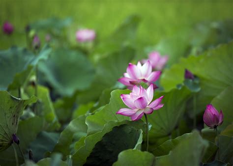 Lotus Summer Flowers Grow Free Photo On Pixabay Pixabay