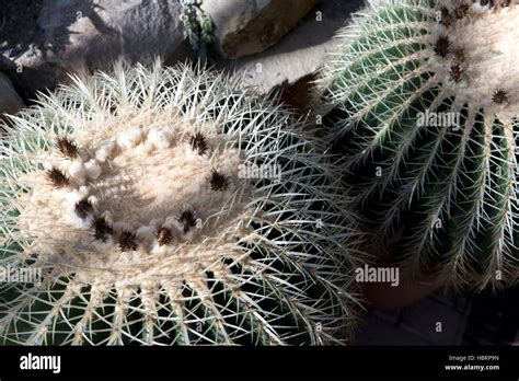 Golden Barrel Cactus Echinocactus Grusonii Stock Photo Alamy