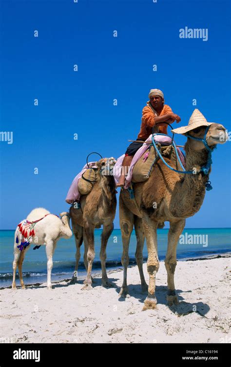 Camel Riding At Sidi Mahres Beach Djerba Tunisia Africa Stock Photo
