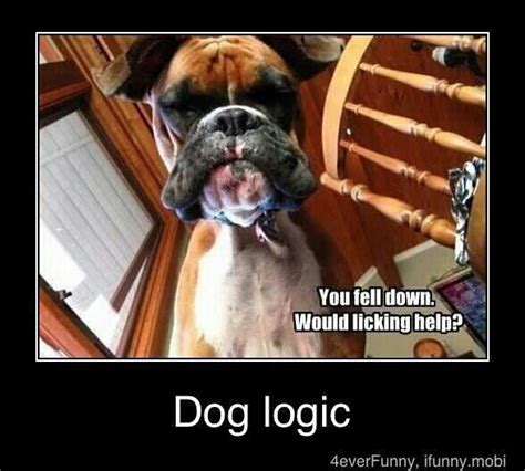 13 Hilarious Memes Of Dog Logic Dog Logic Funny Boxer Boxer Dogs