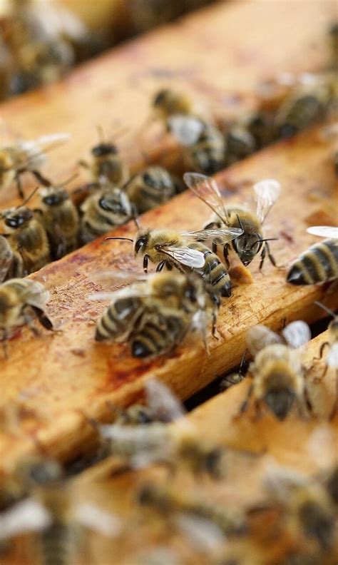 Honey Bee Health Coalition Launches Innovative Demonstration Project To