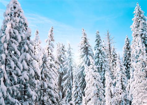 White Forest Trees Trees Spruce Winter Hd Wallpaper Wallpaper Flare