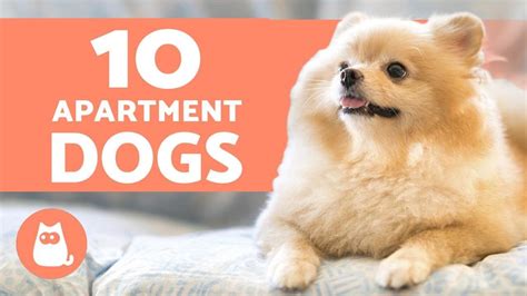 10 Best Apartment Dogs 🏠 Breeds For Small Spaces Apartment Dogs Breeds