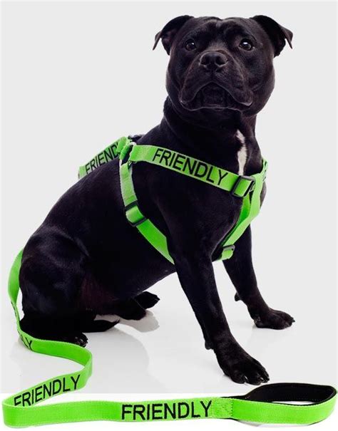 Friendly Dog Collars Nervous Dog Harness And Lead Dog Harness Dog