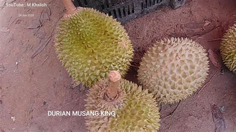 If you were worried that you won't be able to enjoy the cheap and delectable musang king durians. Durian Musang King (Kunyit) - Raja segala buah - YouTube