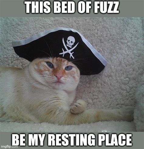 Cats Pirate Memes S Imgflip Vlrengbr