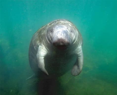 5 Different Types Of Manatees To Know