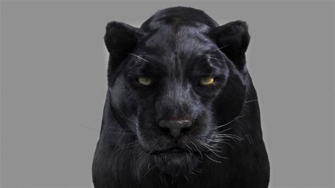 Panther Black 3d Cgtrader