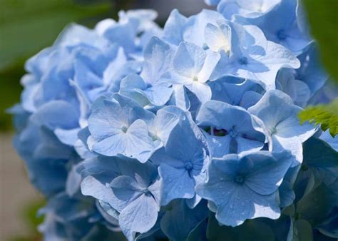 Blue Hydrangea Varieties 🌸 💙 Discover The Hues And Blooms For Your Garden