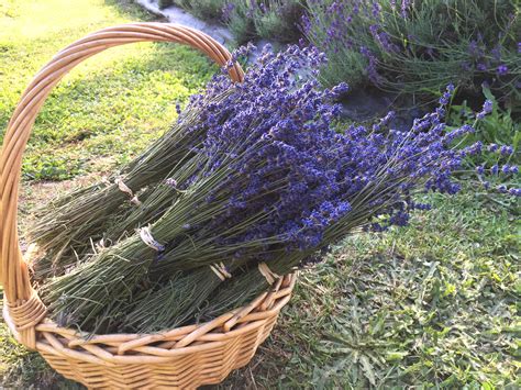 Although they may seem to be a more unconventional choice, they are well on trend and a great choice for an arrangement at an event or to decorate your home interior. Lavender Dried Flowers - Lavandula Angustifolia | NZ ...