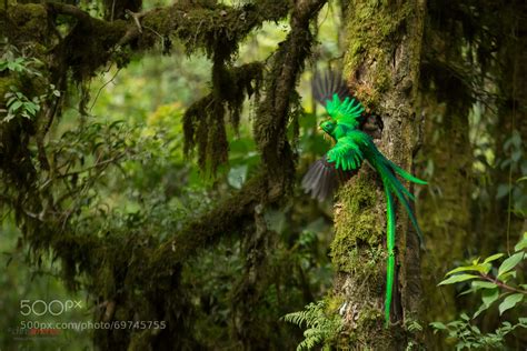 Resplendent Quetzal Pharomachrus Mocinno Feeding Chick In Nest By