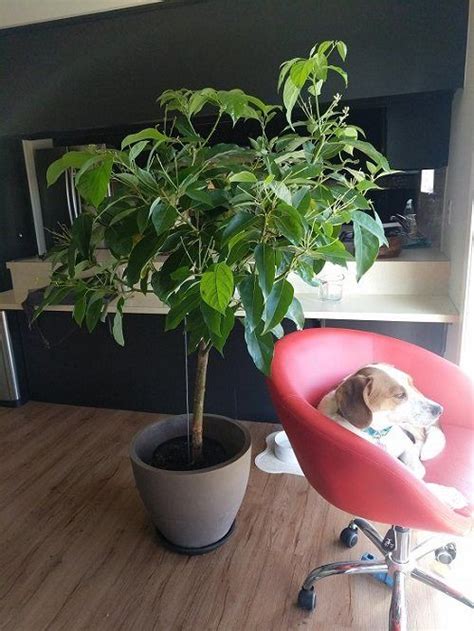 Avocados grow on the persea americana tree, believed to have originated from central america, which needs warm and humid conditions. Everything About Growing Avocado Indoors! in 2020 ...
