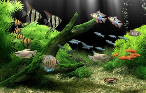 Download these fish tank background or photos and you can use them for many purposes, such as banner, wallpaper, poster. Blogger For Wallpaper: fish tank background
