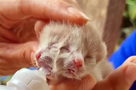 Unusual A Kitten With Two Faces Is Born In Northern Thailand