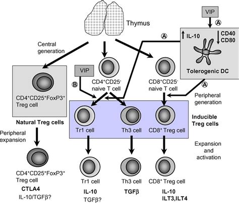 P Generates Various Populations Of Regulatory T Cells Involved In Download Scientific Diagram