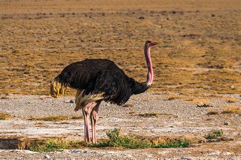 10 Flightless Birds That Evolved To Live Life On Land Wildlife Informer