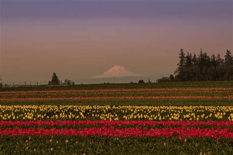 A Field Full Of Flowers With A Mountain In The Background