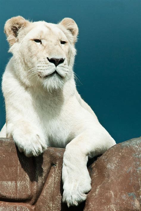 The New White Lion Volunteer Project Via Greatprojects Visit