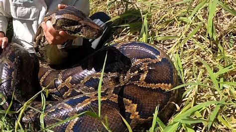 Florida Python Challenge A Fight To Curb Everglades Invasive Snakes