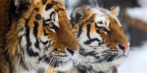 How many leopards are among dangerous animals in sri lanka? Tiger vor dem Aussterben retten! (mit Bildern) | Tiere, Süße tiere, Tierpark