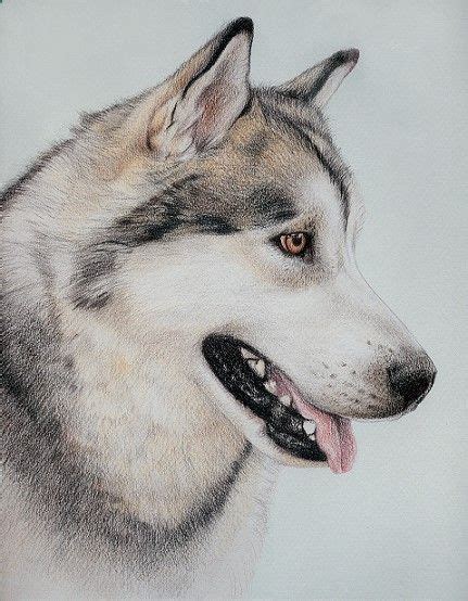 Pencil Portrait Mastery Coloured Pencil Portrait Of A Siberian Husky