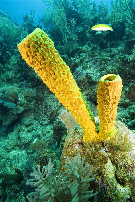 Yellow Tube Sponge Abundant In The Caribbean Porifera
