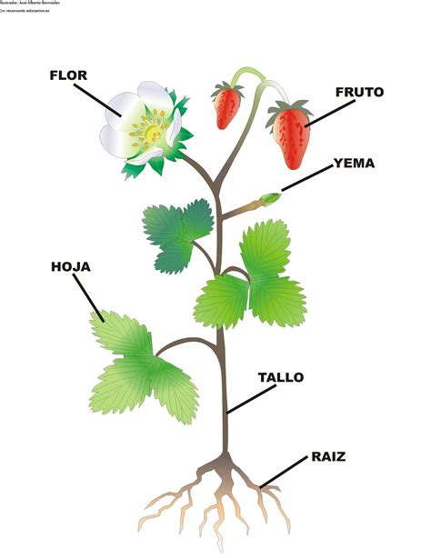 La Planta Y Sus Partes La Planta Y Sus Partes