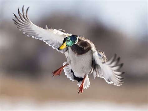 Incoming By Steve Oehlenschlager On Capture Minnesota The Ducks Were