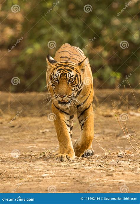 Tiger Walking Facing Forward Stock Photo Image Of Walking Orange